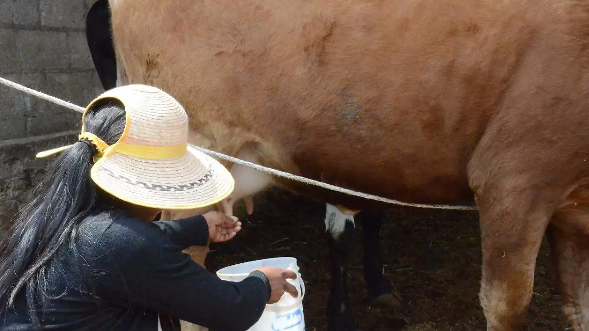 productores de leche